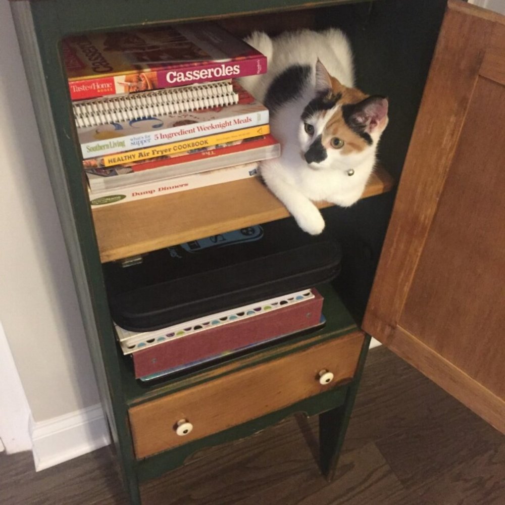 Meet your Posher, MItzie